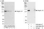 Integrin Alpha 6 Antibody in Western Blot (WB)