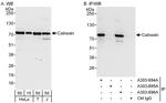 Calnexin Antibody in Western Blot (WB)