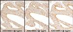 Calnexin Antibody in Immunohistochemistry (Paraffin) (IHC (P))