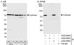 Calnexin Antibody in Western Blot (WB)