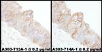 Alpha-Adducin Antibody in Immunohistochemistry (Paraffin) (IHC (P))