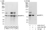 MPP11 Antibody in Western Blot (WB)