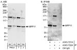 MPP11 Antibody in Western Blot (WB)