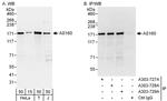 AS160 Antibody in Western Blot (WB)