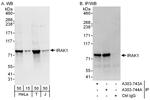 IRAK1 Antibody in Western Blot (WB)