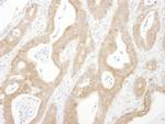 Beta-Arrestin 1 Antibody in Immunohistochemistry (Paraffin) (IHC (P))