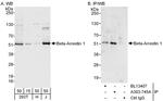 Beta-Arrestin 1 Antibody in Western Blot (WB)