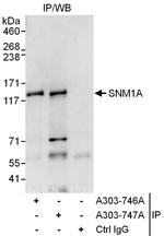 SNM1A Antibody in Immunoprecipitation (IP)