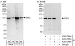 DIS3 Antibody in Western Blot (WB)