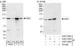 DIS3 Antibody in Western Blot (WB)