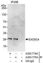 EXOSC4 Antibody in Immunoprecipitation (IP)