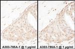 Beta-Arrestin 2 Antibody in Immunohistochemistry (Paraffin) (IHC (P))