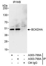 BCKDHA Antibody in Immunoprecipitation (IP)