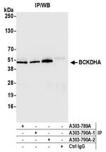 BCKDHA Antibody in Immunoprecipitation (IP)