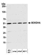 BCKDHA Antibody in Western Blot (WB)