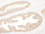 PSMA6 Antibody in Immunohistochemistry (Paraffin) (IHC (P))