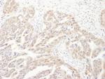 PSMA6 Antibody in Immunohistochemistry (Paraffin) (IHC (P))