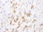 SOD1 Antibody in Immunohistochemistry (Paraffin) (IHC (P))