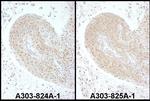 PSMC6 Antibody in Immunohistochemistry (Paraffin) (IHC (P))