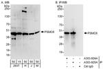 PSMC6 Antibody in Western Blot (WB)