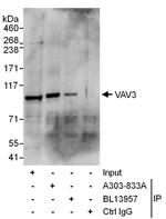 VAV3 Antibody in Immunoprecipitation (IP)