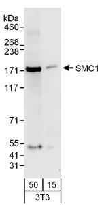 SMC1 Antibody in Western Blot (WB)