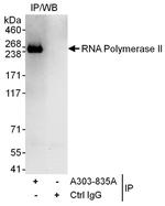 RNA Polymerase II Antibody in Immunoprecipitation (IP)