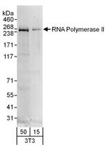 RNA Polymerase II Antibody in Western Blot (WB)