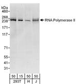 RNA Polymerase II Antibody in Western Blot (WB)