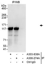 KAP-1 Antibody in Immunoprecipitation (IP)