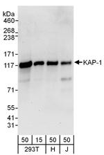 KAP-1 Antibody in Western Blot (WB)