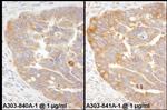 RPS3 Antibody in Immunohistochemistry (Paraffin) (IHC (P))