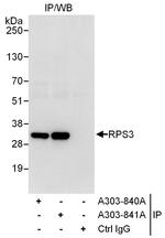 RPS3 Antibody in Immunoprecipitation (IP)