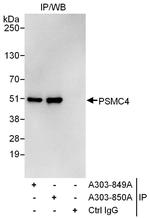 PSMC4 Antibody in Immunoprecipitation (IP)