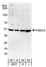 PSMC4 Antibody in Western Blot (WB)