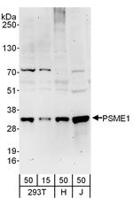 PSME1 Antibody in Western Blot (WB)