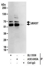 UBXD7 Antibody in Immunoprecipitation (IP)