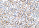 CD44 Antibody in Immunohistochemistry (Paraffin) (IHC (P))