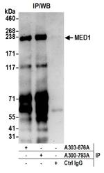 MED1 Antibody in Immunoprecipitation (IP)