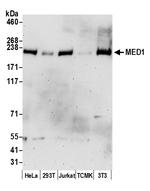 MED1 Antibody in Western Blot (WB)