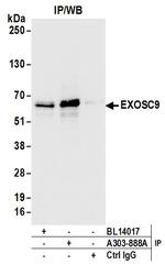 EXOSC9 Antibody in Immunoprecipitation (IP)