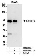 hnRNP-L Antibody in Immunoprecipitation (IP)