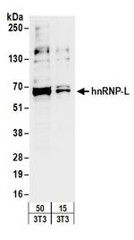 hnRNP-L Antibody in Western Blot (WB)