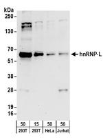 hnRNP-L Antibody in Western Blot (WB)