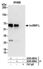 hnRNP-L Antibody in Immunoprecipitation (IP)