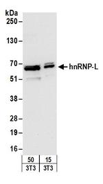 hnRNP-L Antibody in Western Blot (WB)