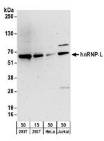 hnRNP-L Antibody in Western Blot (WB)