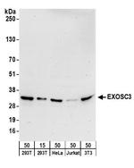 EXOSC3 Antibody in Western Blot (WB)