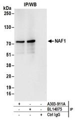 NAF1 Antibody in Immunoprecipitation (IP)