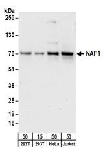 NAF1 Antibody in Western Blot (WB)